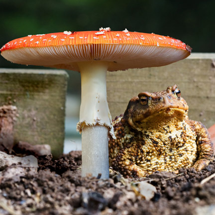 toad under fly agaric by Ian French