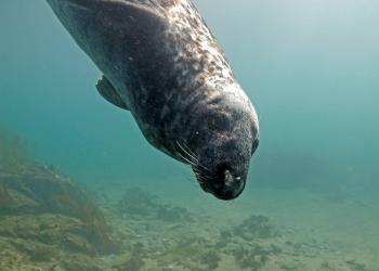 Grey Seal by Paul Naylor