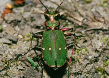 Green Tiger Credit ATdespammed_1.jpg