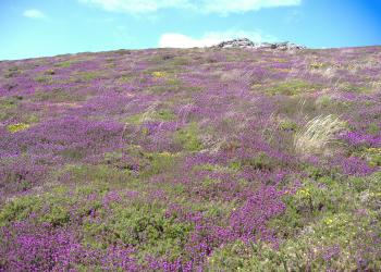 Heathland by Tamara Weeks Icon